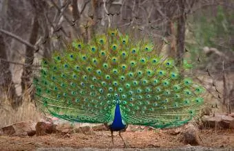 Peacock esittelee hännän höyheniä