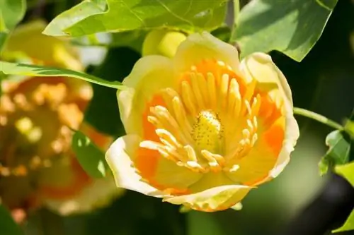 Anleitung zum Wachstum und zur Pflege von Tulpenpappeln