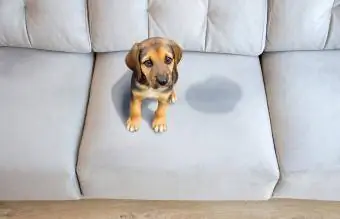 cachorro sentado cerca de una mancha húmeda en el sofá