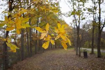 پارک ایالتی Walnut Woods