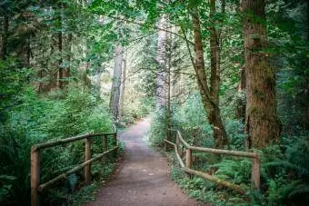 Bridle Trails Eyalet Parkı'nda yaz sabahı, Bellevue, WA