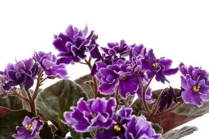 Cuidando las violetas africanas