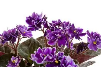 Cura della viola africana