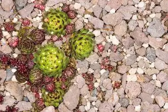 Plantes a la roca de lava