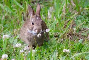 Kaninchen auf Wiese