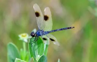 Dragonfly udendørs