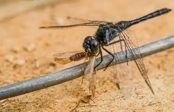 Raubinsekt schwarze Libelle