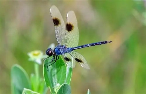 Dragonfly Meaning in Feng Shui + Placement Tips