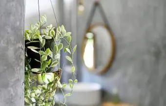 Plantes suspendues dans la salle de bain