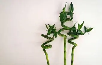 Lucky Bamboo