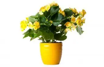 Begonia Kuning