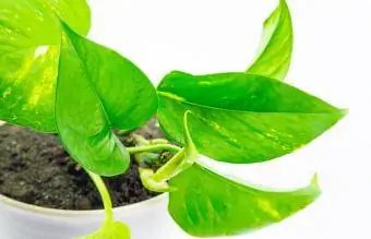 Pothos dorés dans un pot blanc