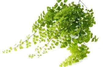 maidenhair fern