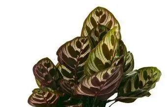 Pauw plant