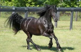 Siyah Friesian koşuda