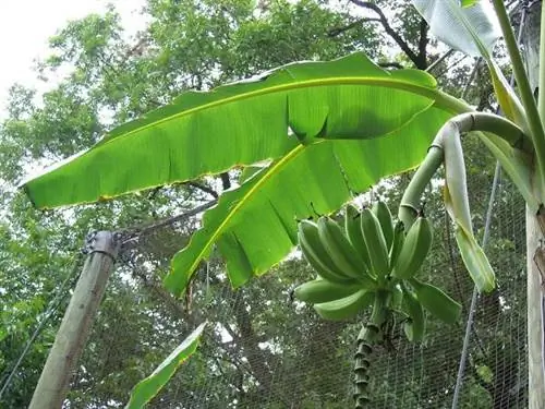 Banánovníková rostlina