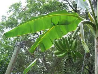 Banánová rostlina