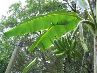 Planta de banane