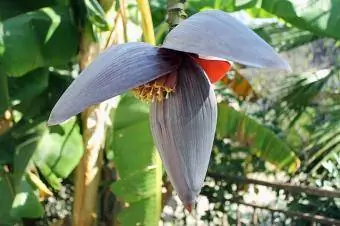 Banánový květ