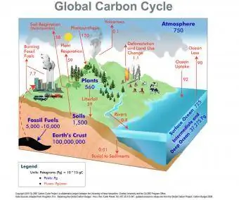 Küresel Karbon Döngüsü