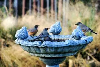 ወፍ መታጠቢያ ላይ Robins