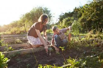 Niño cosechando zanahorias grandes con mamá