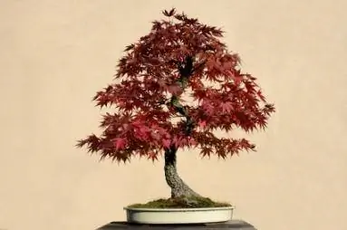 Trident Ağcaqayın Bonsai Ağacı