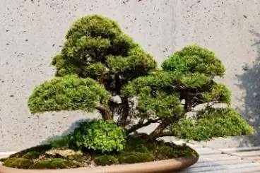 Bonsai-taide- ja puidenhoitoopas