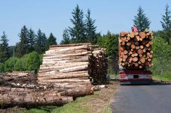 Verladung von Baumstämmen auf LKW