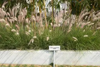 Hierba de fuente, Pennisetum