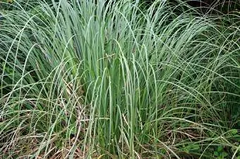 Sedge, Carex