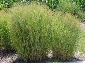 Bytt gress, Panicum