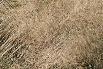 Tuftet hårgress, Deschampsia