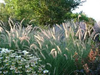 Pennisetum alopecuroides- შადრევანი ბალახი, ორნამენტული ბალახი