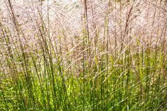 Suav Silver Nyom, Miscanthus sinensis