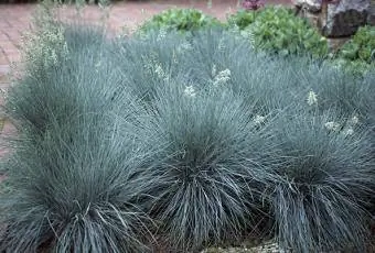 Blue Fescue, Festuca glauca