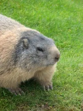 Si të shpëtojmë nga Groundhogs