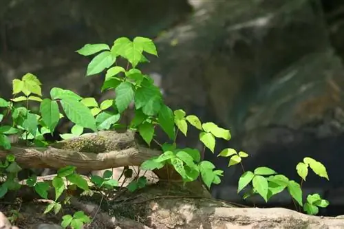 Leitfaden für Poison Ivy-Pflanzen