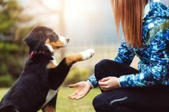 Remaja melatih seekor anjing di taman