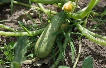 Zucchinis som växer i grönsaksträdgården