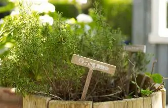 Oreganopflanze im rustikalen Blumentopf