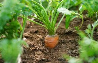 Отглеждане на моркови в зеленчукова градина