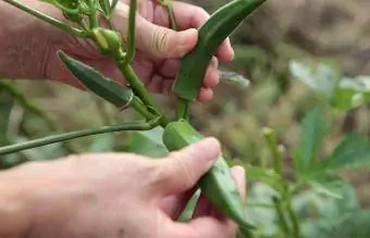 زنی که بامیه را نشان می دهد