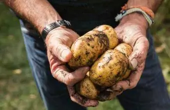 mees, kes hoiab käes määrdunud kartuleid