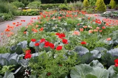 Tumbuhan Boleh Dimakan dalam Genus Brassica