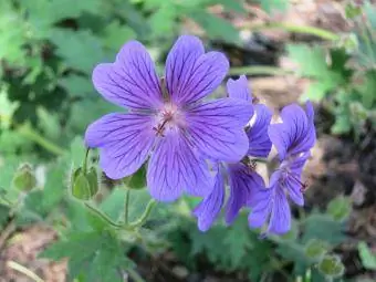 Géranium Cranesbill en fleur