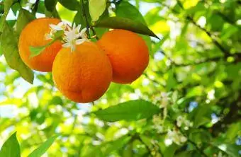 البرتقال ينمو على شجرة