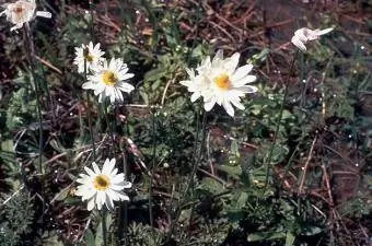 Anemon caroliniana - Carolina anemone