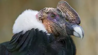 Condor fugl