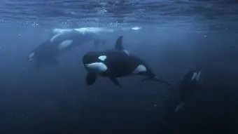 Orcas, yees duab underwater, Norway